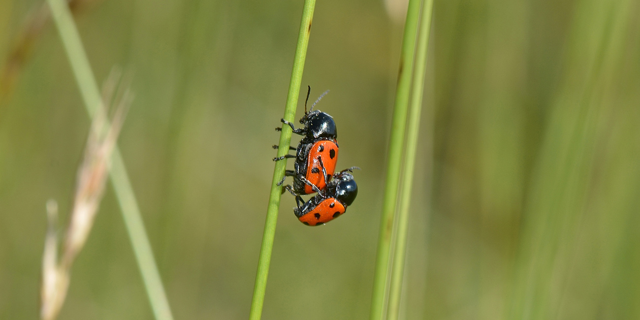 Cryptocephalus primarius? S, Chrysomelidae